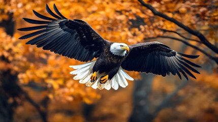 Obraz premium Eagle flying in the sky, Natural background