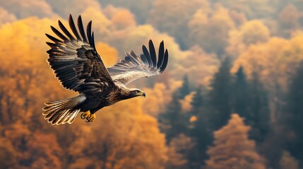 Eagle flying in the sky, Natural background