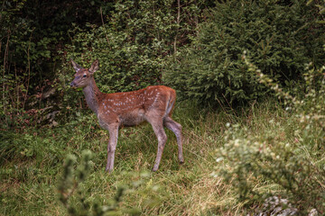 Hirschkalb
