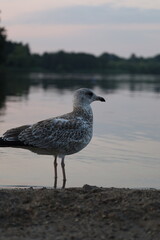 Seagull 