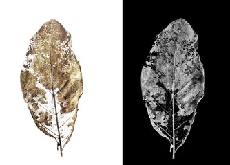 dry leaves with vein isolated on a white background with​ alpha channel.