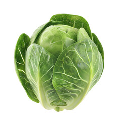 Obraz premium A large green cabbage with a white background