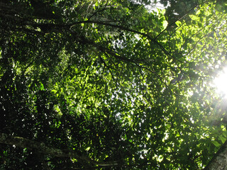 Bottom view of green tree leaves with branches for background.