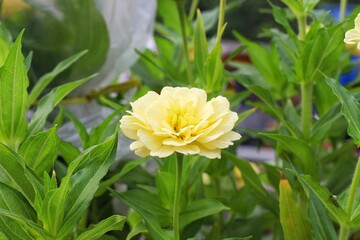 Yellow Zinnia elegans, photo of flowers with spring color, is one of the most famous annual...