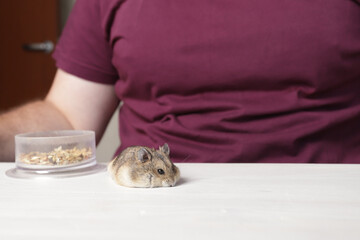 Hamster eats rodent food, playful pet munches on seeds, cuddly animal with a tail eats nutrition.