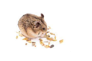 Hamster food, rodent eats, isolated on white, furry rodent enjoying grain, playful tail