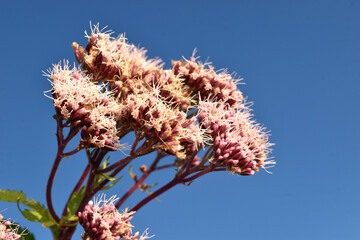 Eupatorium chanvrine, hemp agrimony , Eupatorium cannabinum,  in bud and bloom. High quality photo