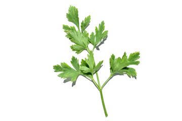 On a white background, a branch of parsley, a spice, with green leaves.