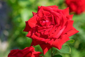Blooming red hybrid tea rose in a summer country garden.