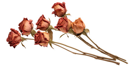 Dried roses isolated on white background - flowers and plants. Telephoto lens photography Realistic daylight