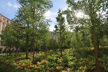 Vue sur les arbres de la forêt urbaine de la place de Catalogne, à Paris, en été (France)