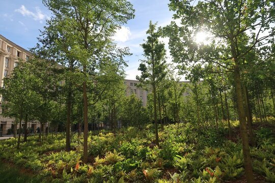 Vue sur les arbres de la for&ecirc;t urbaine de la place de Catalogne, &agrave; Paris, en &eacute;t&eacute; (France)