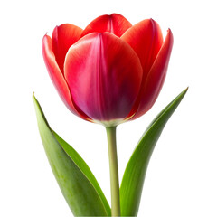 Fototapeta premium red tulip isolated on white