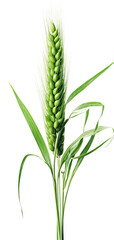 wheat ears isolated on white background