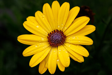 Yellow African Daisy, Daisy, Flower, Flowers, Yellow, Yellow Flower