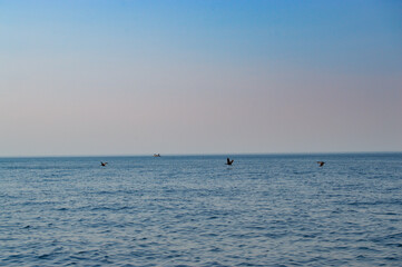 Obraz premium Mer calme et oiseaux