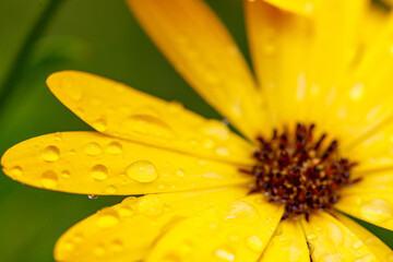 Obraz premium Yellow African Daisy, Daisy, Flower, Flowers, Yellow, Yellow Flower