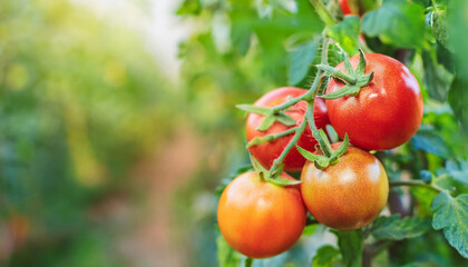 Ripe and fresh tomatoes on bush. Organic agriculture. Natural and healthy food. Autumn harvest.