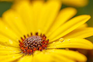Yellow African Daisy, Daisy, Flower, Flowers, Yellow, Yellow Flower
