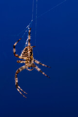 spider, spider spider, spider spider, spider web, background