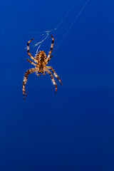 spider, spider spider, spider spider, spider web, background
