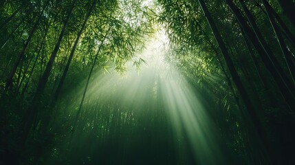 Obraz premium Sunlight Piercing Through a Dense Bamboo Forest, Creating Intricate Patterns of Light and Shadow on the Forest Floor. AI generated illustration