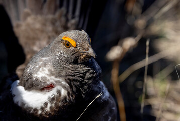 Spruce Grouse in Springtime in Yellowstone National Park Wyoming