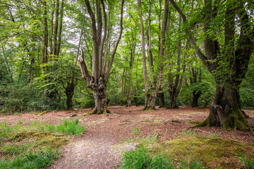 Coppard  trees at Epping forest. Shot near the lost pond at Loughton.