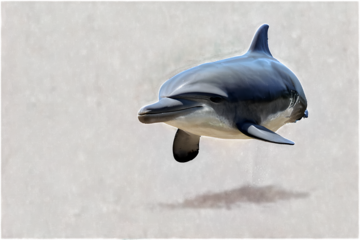 dolphin transparent background PNG