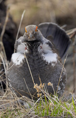 Spruce Grouse in Springtime in Yellowstone National Park Wyoming