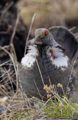 Spruce Grouse in Springtime in Yellowstone National Park Wyoming