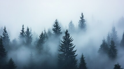 Dense Fog Enveloping a Pine Forest with Only the Tops of the Tallest Trees Visible Through the Mist, Creating a Mysterious Atmosphere. AI generated illustration