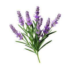 Naklejka premium lavender flowers isolated on white background