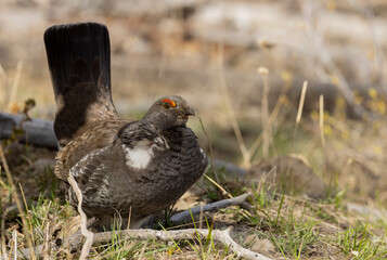 Spruce Grouse in Springtime in Yellowstone National Park Wyoming