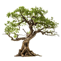 tree isolated on white