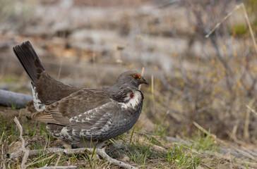 Spruce Grouse in Springtime in Yellowstone National Park Wyoming