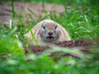 Prairie  dog looking at a camera on a grassy field