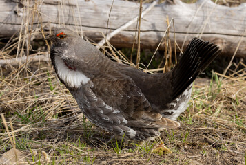 Spruce Grouse in Springtime in Yellowstone National Park Wyoming