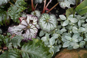 Light and elegant leaves