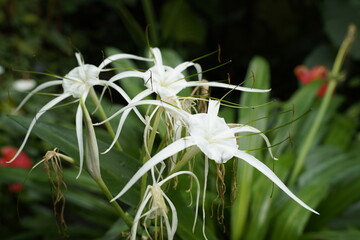 Uniquely shaped orchids