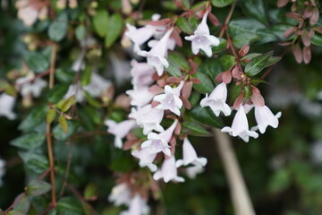 Small pink flower cluster