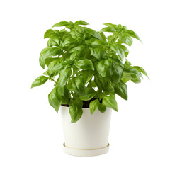 basil in a pot isolated on white background