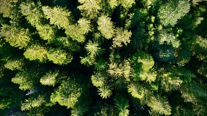 defaA stunning aerial perspective captures the vibrant canopy of an evergreen forestult