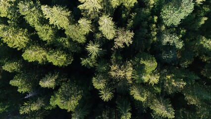 Drone view Serenity from Above Aerial View of a Lush Forest