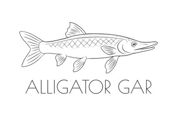 Illustration of a Animal - Alligator Gar, Actinopterygii