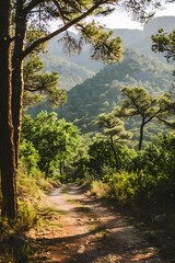Fototapeta premium Forest Path Through Green Mountains