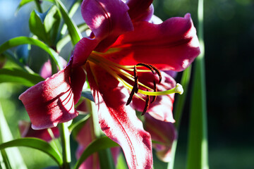 dark red lily blooms on a flower meadow