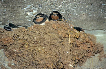Hirondelle rustique, Hirondelle de cheminée,.Hirundo rustica, Barn Swallow, nid © JAG IMAGES