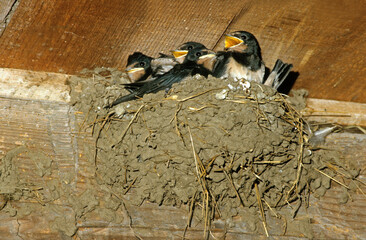 Hirondelle rustique, Hirondelle de cheminée,.Hirundo rustica, Barn Swallow, nid © JAG IMAGES