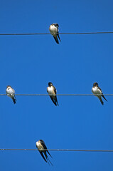 Hirondelle rustique, Hirondelle de cheminée,.Hirundo rustica, Barn Swallow, © JAG IMAGES